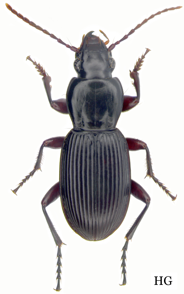 Subfamily Pterostichinae Bonelli, 1810 - Carabidae