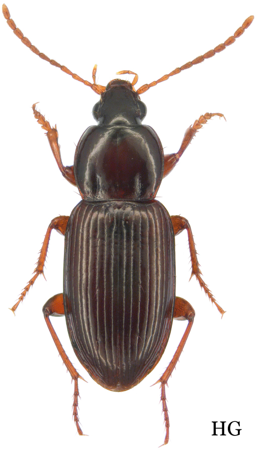 Subgenus Phonias Gozis, 1886 - Carabidae