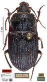 Abacetus (Abacetus) dahomeyanus Straneo, 1940