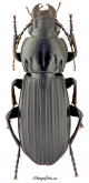 Abax (Abacopercus) schueppeli rendschmidtii (Germar, 1839)