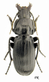 Abax (Abacopercus) schueppeli rendschmidtii (Germar, 1839)