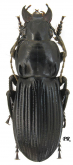 Abax (Abacopercus) schueppeli schueppeli Palliardi, 1825