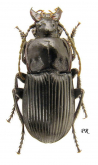 Abax (Abacopercus) carinatus Duftschmid, 1812