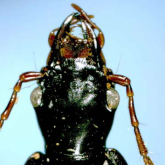 Achaetocephala atrata Habu, 1975