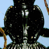 Achaetocephala atrata Habu, 1975b: 38
