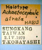 Achaetocephala atrata Habu, 1975 (Label)