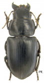 Acinopus (Osimus) ammophilus Dejean, 1829