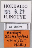 Acupalpus (Acupalpus) inouyei Habu, 1980 (label)