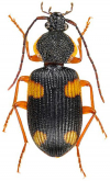 Adischissus japonicus Andrewes, 1933: 5