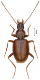 Agonotrechus sinotroglophilus Deuve, 2000