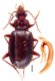 Agonotrechus wuyipeng Deuve, 1992f: 172
