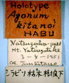 Agonum (Agonum) bicolor kitanoi Habu, 1956
