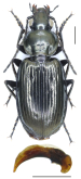 Agonum (Agonum) carbonarium Dejean, 1828