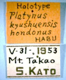 Agonum (Atranodes) kyushuense hondonum (Habu, 1974)