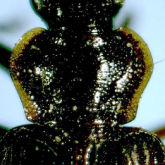 Agonum (Eucolpodes) aurelius chibi Habu, 1958c: 5