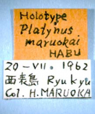 Agonum (Eucolpodes) maruokai (Habu, 1973)