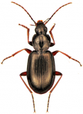 Agonum (Europhilus) consimile (Gyllenhal, 1810)