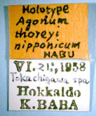 Agonum (Europhilus) nipponicum Habu, 1972