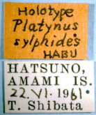 Agonum (Glaucagonum) sylphides (Habu, 1975)