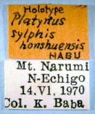 Agonum (Glaucagonum) sylphis honshuense (Habu, 1975)