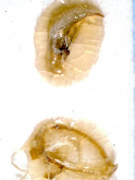 Agonum (Glaucagonum) sylphis sadoense (Habu, 1975)