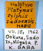 Agonum (Glaucagonum) sylphis sadoense (Habu, 1975)