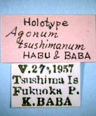 Agonum (Glaucagonum) tsushimanum Habu & Baba, 1959