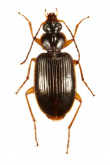 Agonum (Lorostemmoides) ogurae (Bates, 1883)