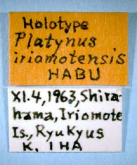 Agonum (Nymphagonum) iriomotense (Habu, 1973)