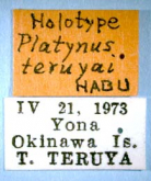 Agonum (Nymphagonum) teruyai (Habu, 1975)