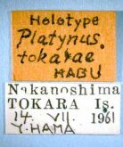 Agonum (Nymphagonum) tokarae (Habu, 1974)