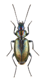Agonum (Olisares) ericeti ericeti