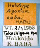 Agonum (Olisares) mandli Jedlicka, 1933  as babai Habu, 1973