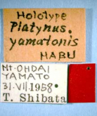 Agonum (Oncostylus) yamatonis Habu, 1975a: 23 (Platynus)