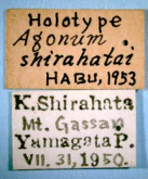 Agonum (Scotagonum) shirahatai Habu, 1954c: 235