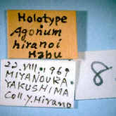 Agonum (Shibataia) hiranoi Habu, 1972a: 1