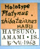 Agonum (Shibataia) shibataianum (Habu, 1974)