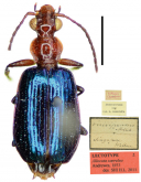 Allocota viridipennis Motschulsky, 1859 (as caerulea)