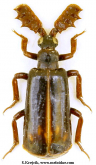Platyrhopalus (Stenorhopalus) apicalis Wasmann, 1922