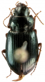 Amara (Bradytus) chalciope (Bates, 1891)