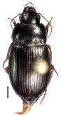 Amara (Bradytus) dissimilis Tschitscherine, 1894a: 404