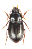 Amara (Bradytus) majuscula (Chaudoir, 1850)