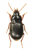 Amara (Bradytus) simplicidens A. Morawitz, 1863: 60