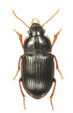 Amara (Bradytus) sinuaticollis A. Morawitz, 1862