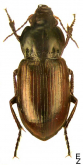Amara (Curtonotus) alpina (Paykull, 1790)