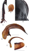 Amara (Curtonotus) beijingensis Li Y., Li H. & Shi, 2024