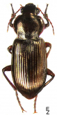 Amara (Curtonotus) cribricollis Chaudoir, 1846