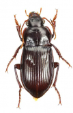 Amara (Curtonotus) hiogoensis (Bates, 1873)