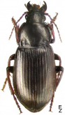 Amara (Curtonotus) hyperborea Dejean, 1831