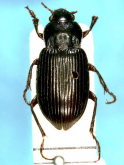 Amara (Curtonotus) shinanensis Habu, 1953a: 43